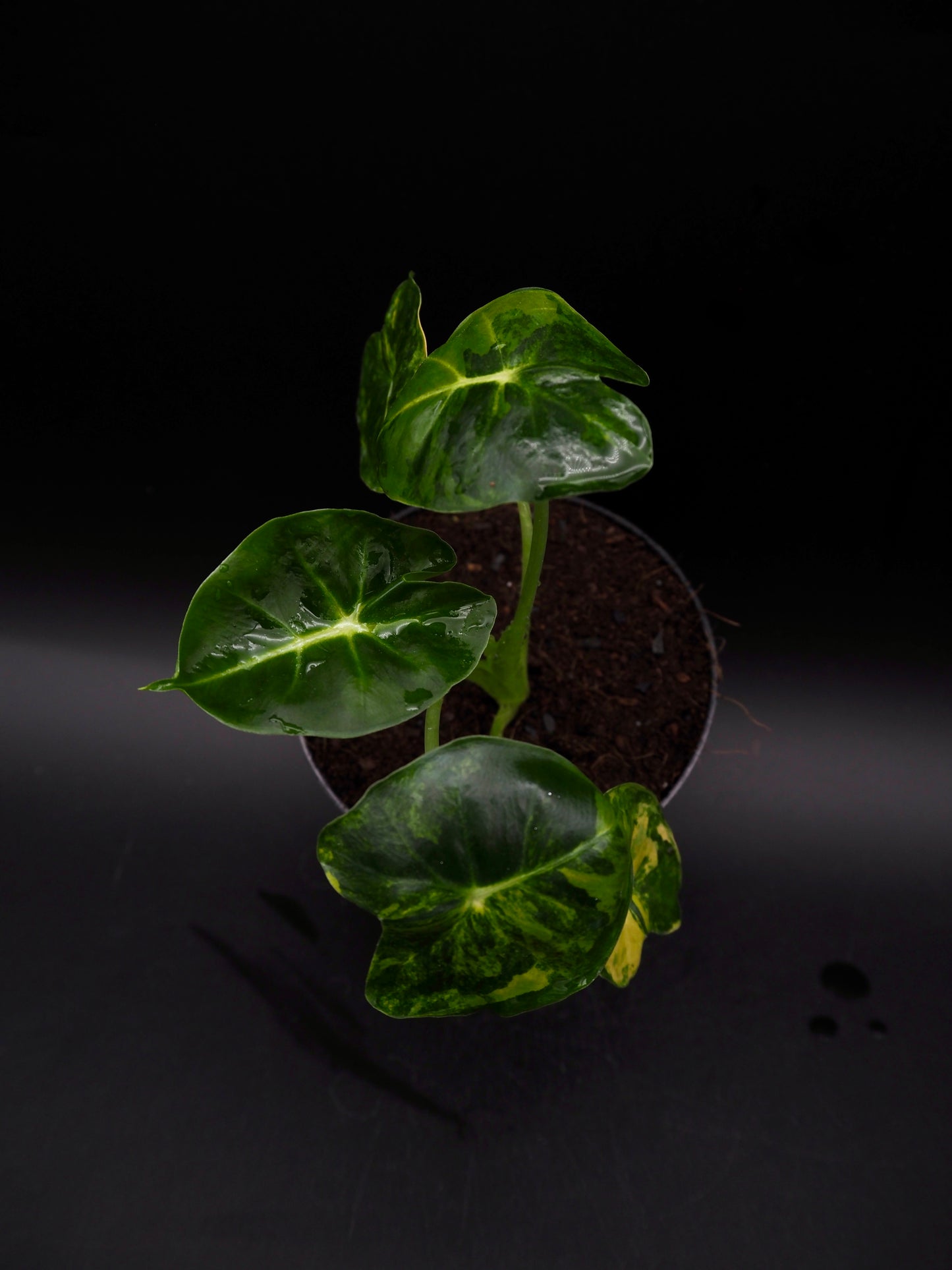 Alocasia Frydek Dorayaki