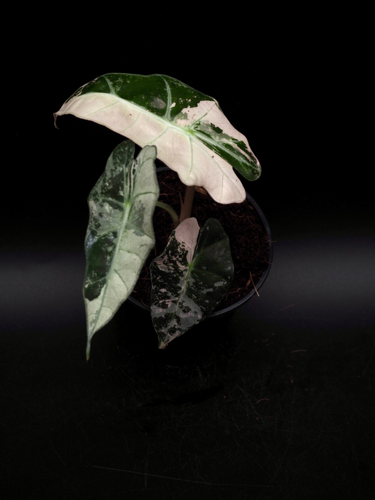 Alocasia Polly Rose Variegata