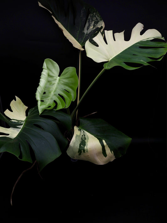 Monstera Deliciosa Lemon Pom Pom
