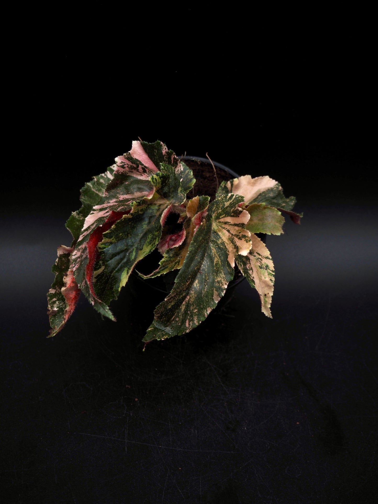 Begonia Ginny Galaxy