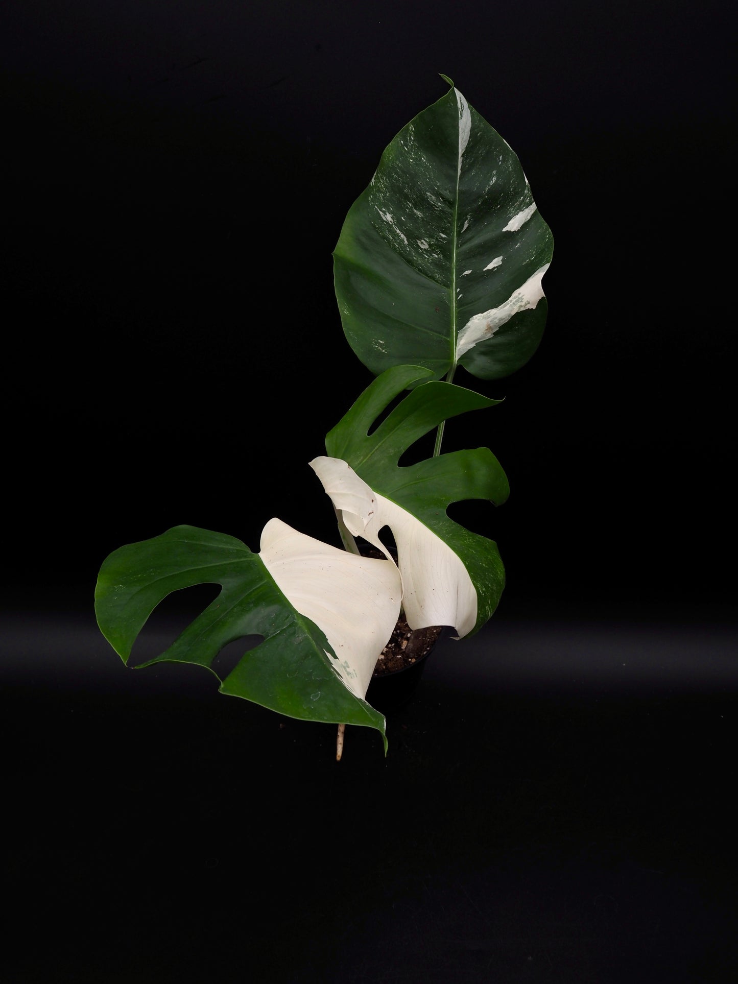 Monstera Borsigiana Albo Variegata