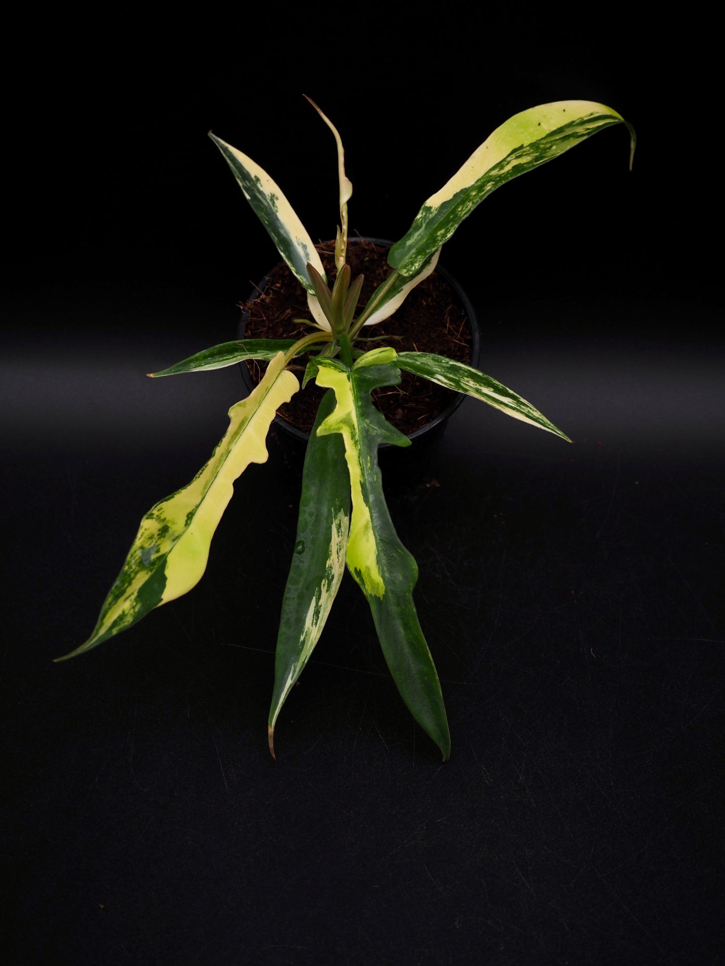 Philodendron Florida Beauty X Tortum Aurea Variegata