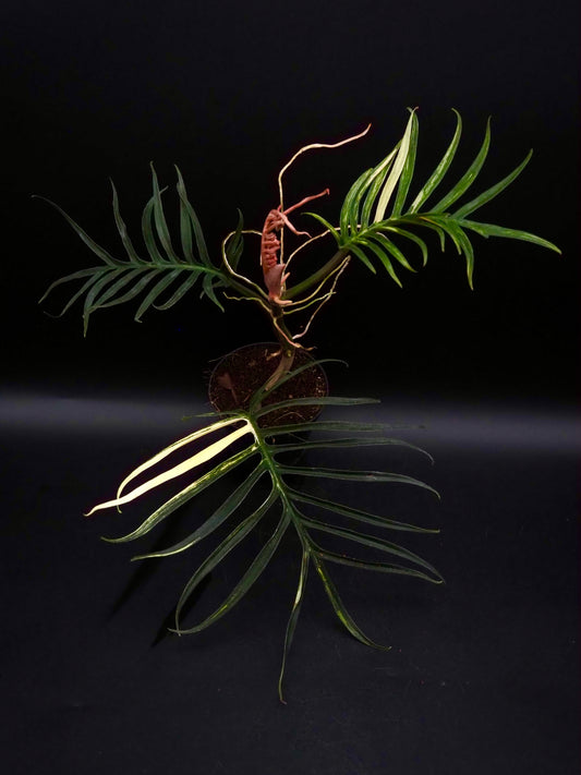 Philodendron Tortum Aurea