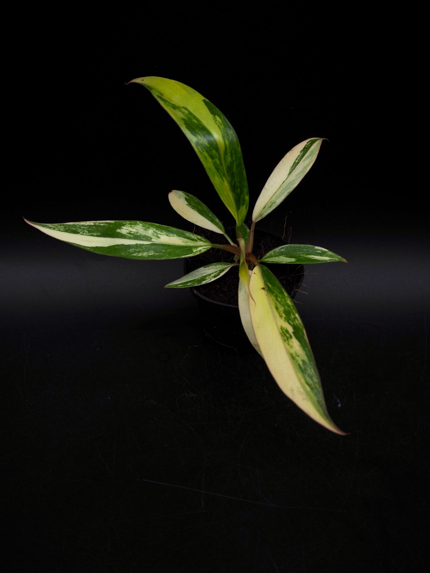 Philodendron Caramel Marble