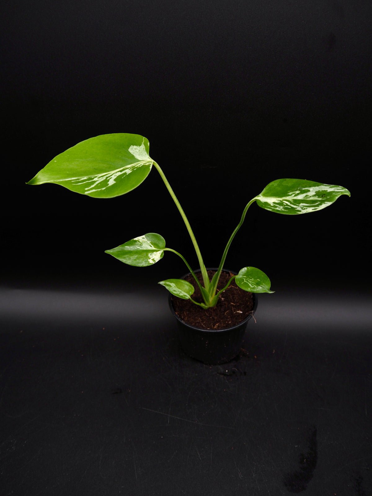 Monstera Bulbasaur