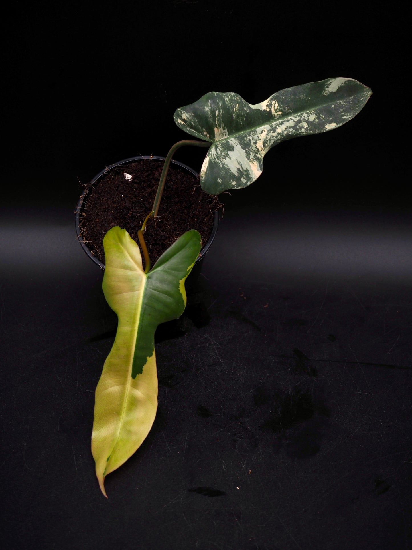 Philodendron Brown Beauty Black Billie X Flobe