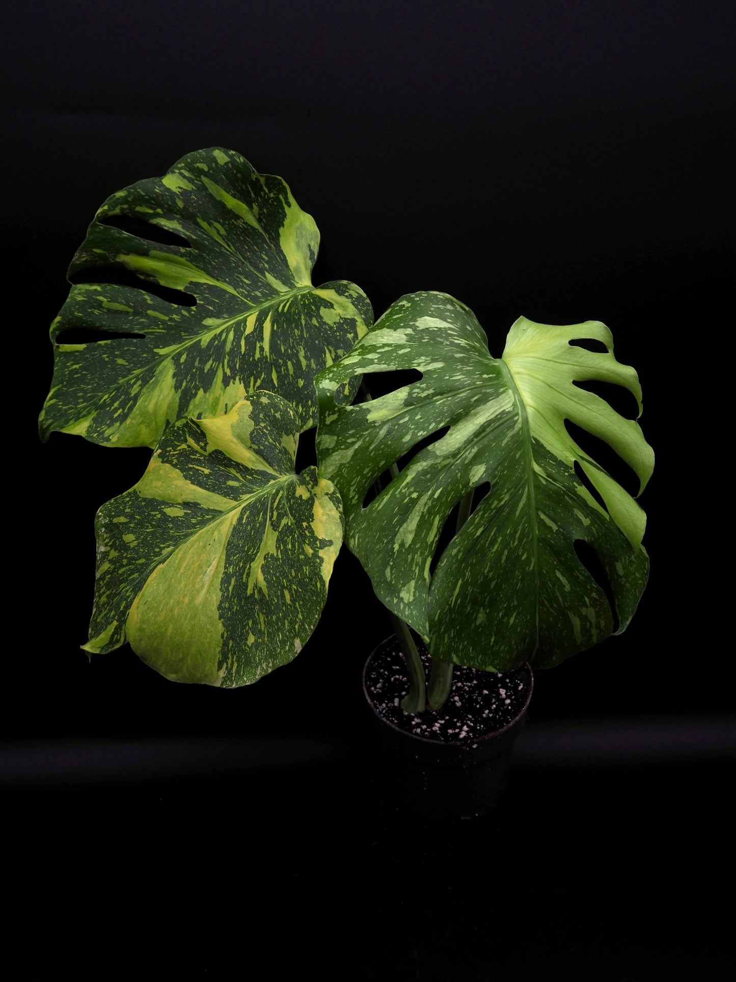 Monstera Deliciosa Electrolyte