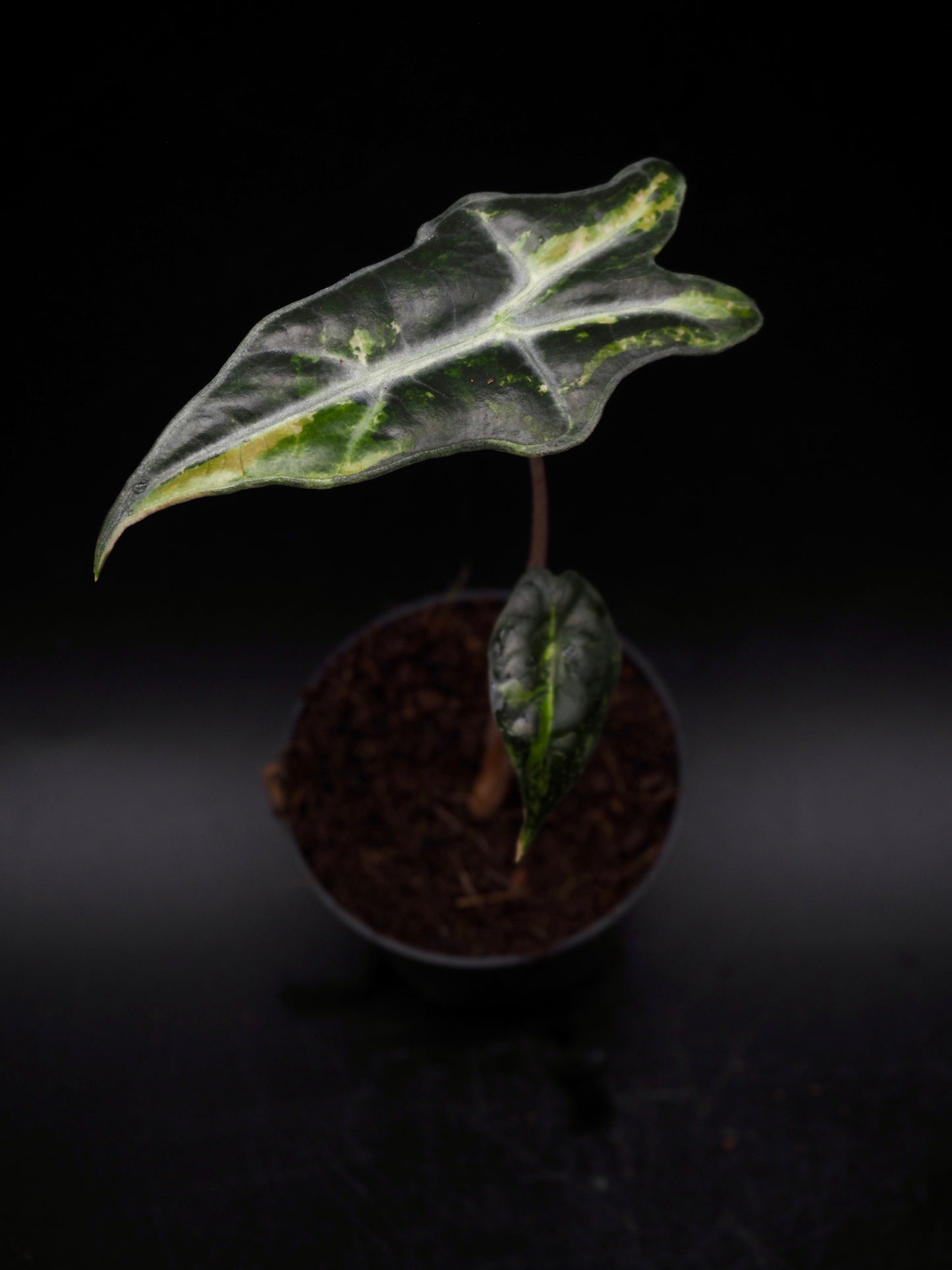 Alocasia Nobilis Aurea