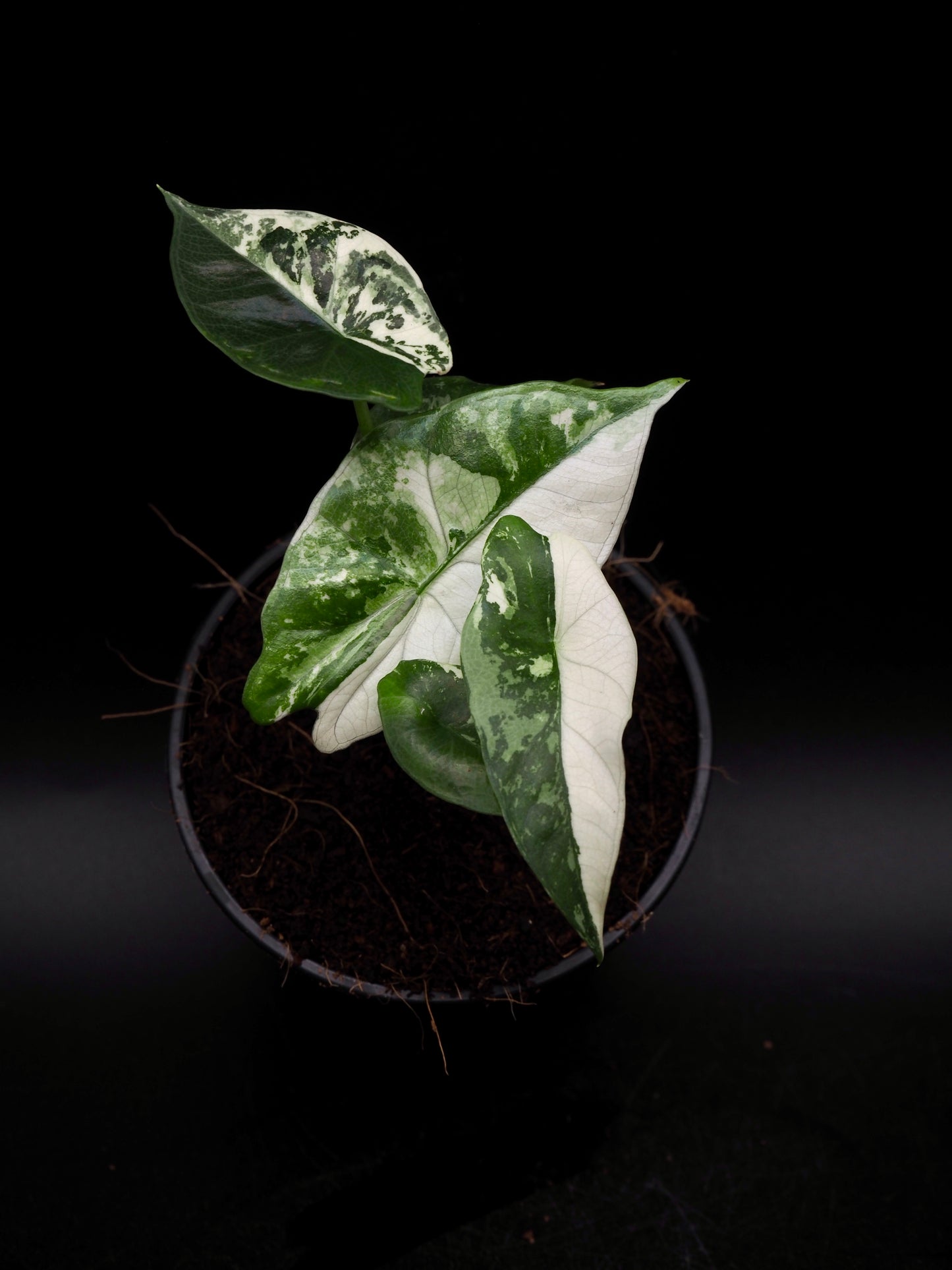 Alocasia Simpo Albo