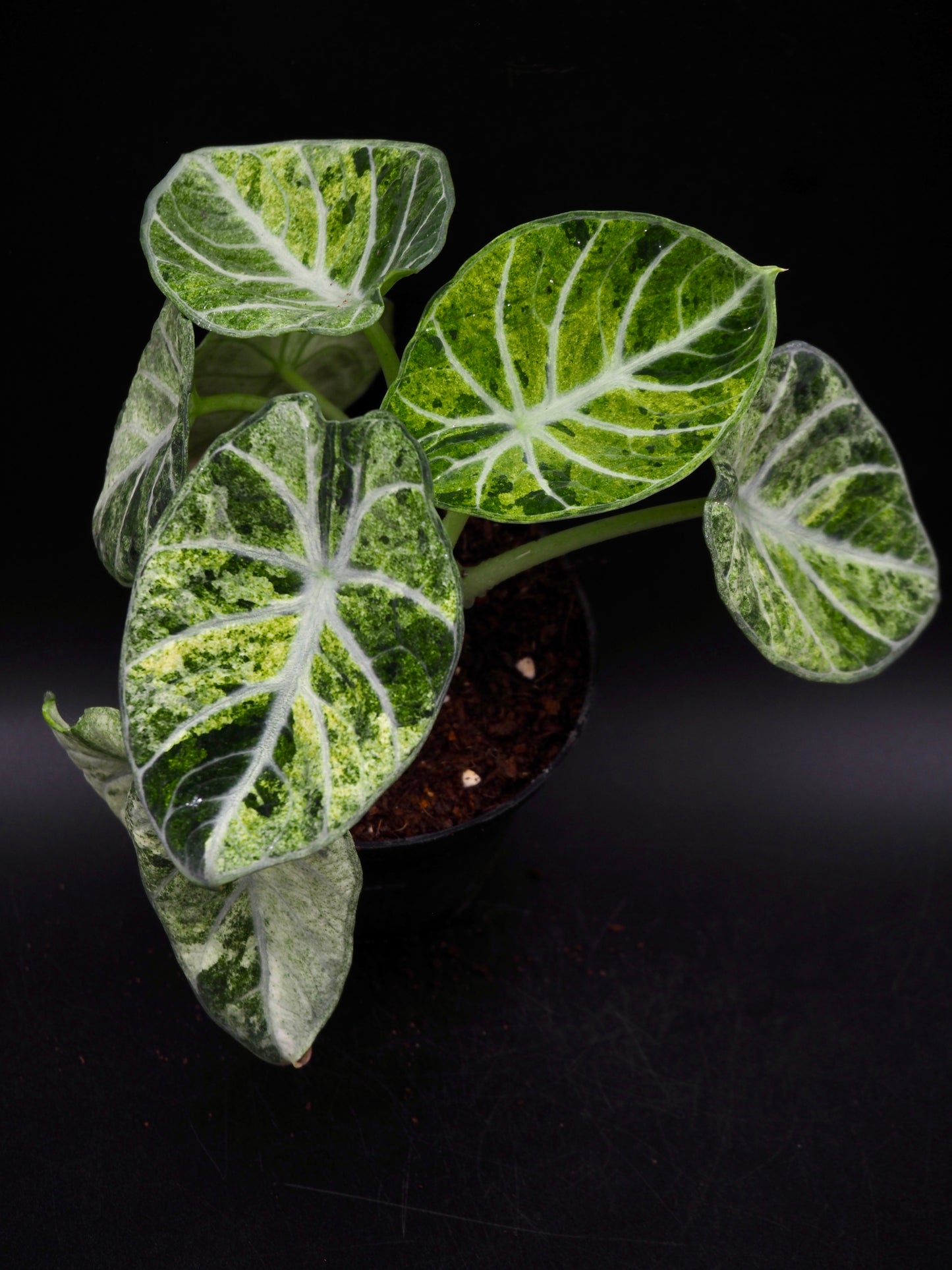 Alocasia Ninja Tricolor