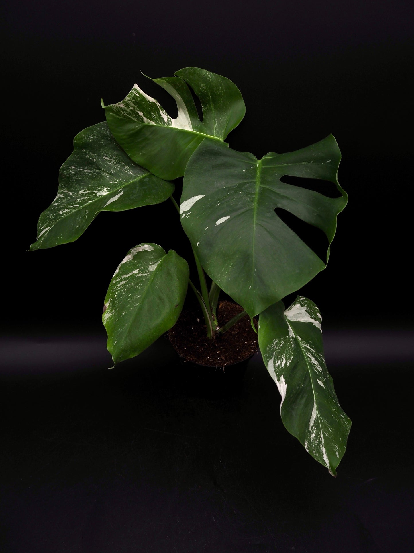 Monstera Borsigiana Albo Variegata