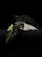 Alocasia Noir Velours Rose