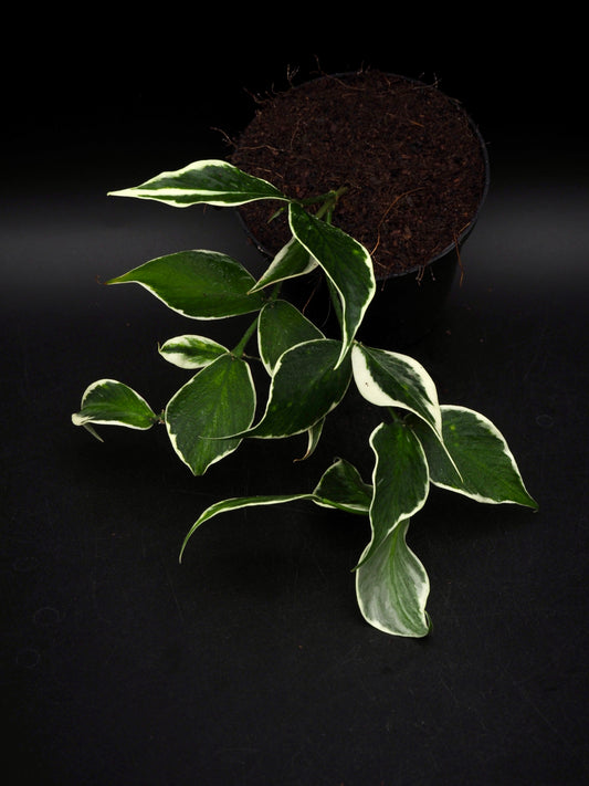 Hoya Polyneura Variegata