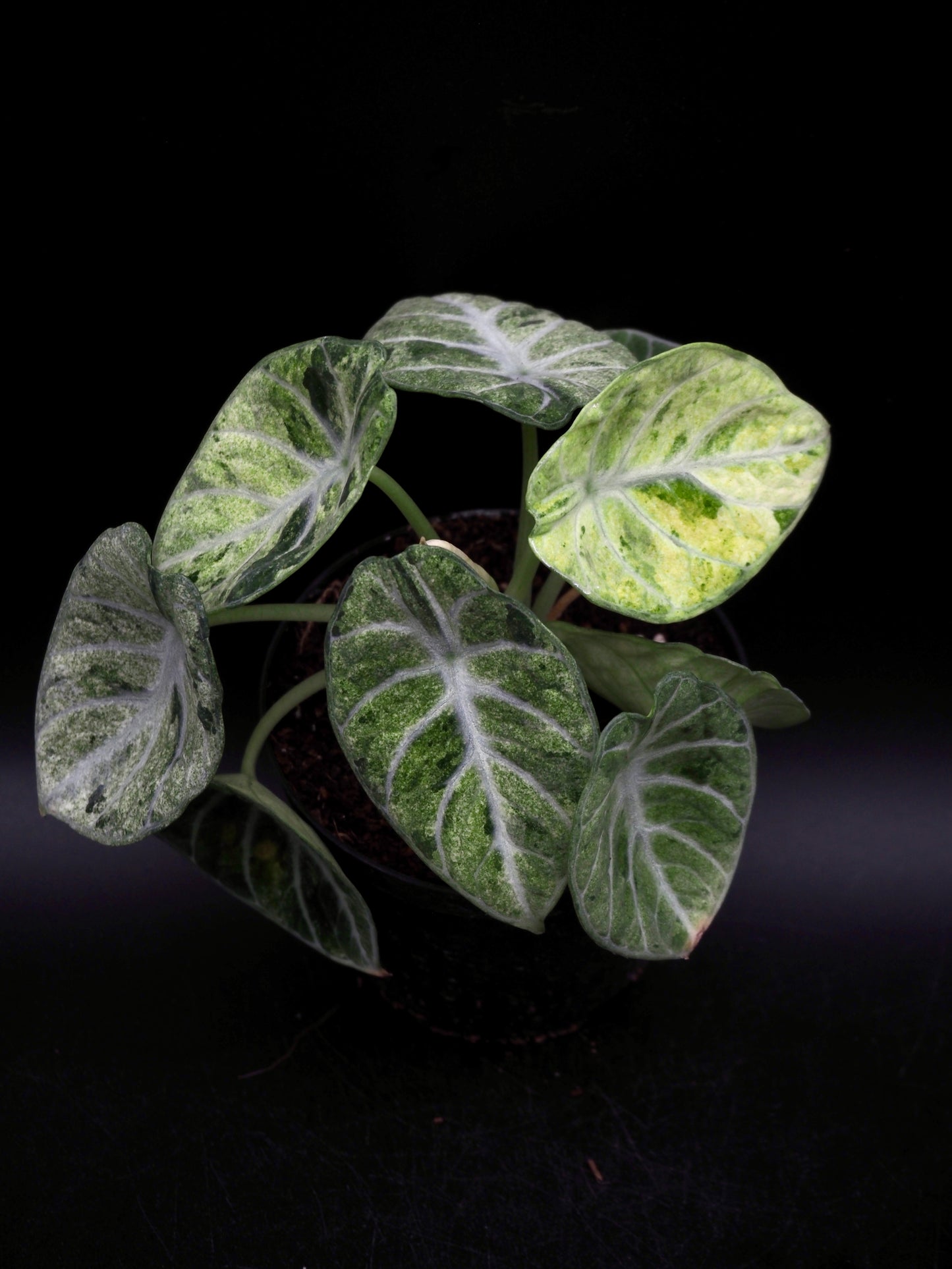 Alocasia Ninja Tricolor