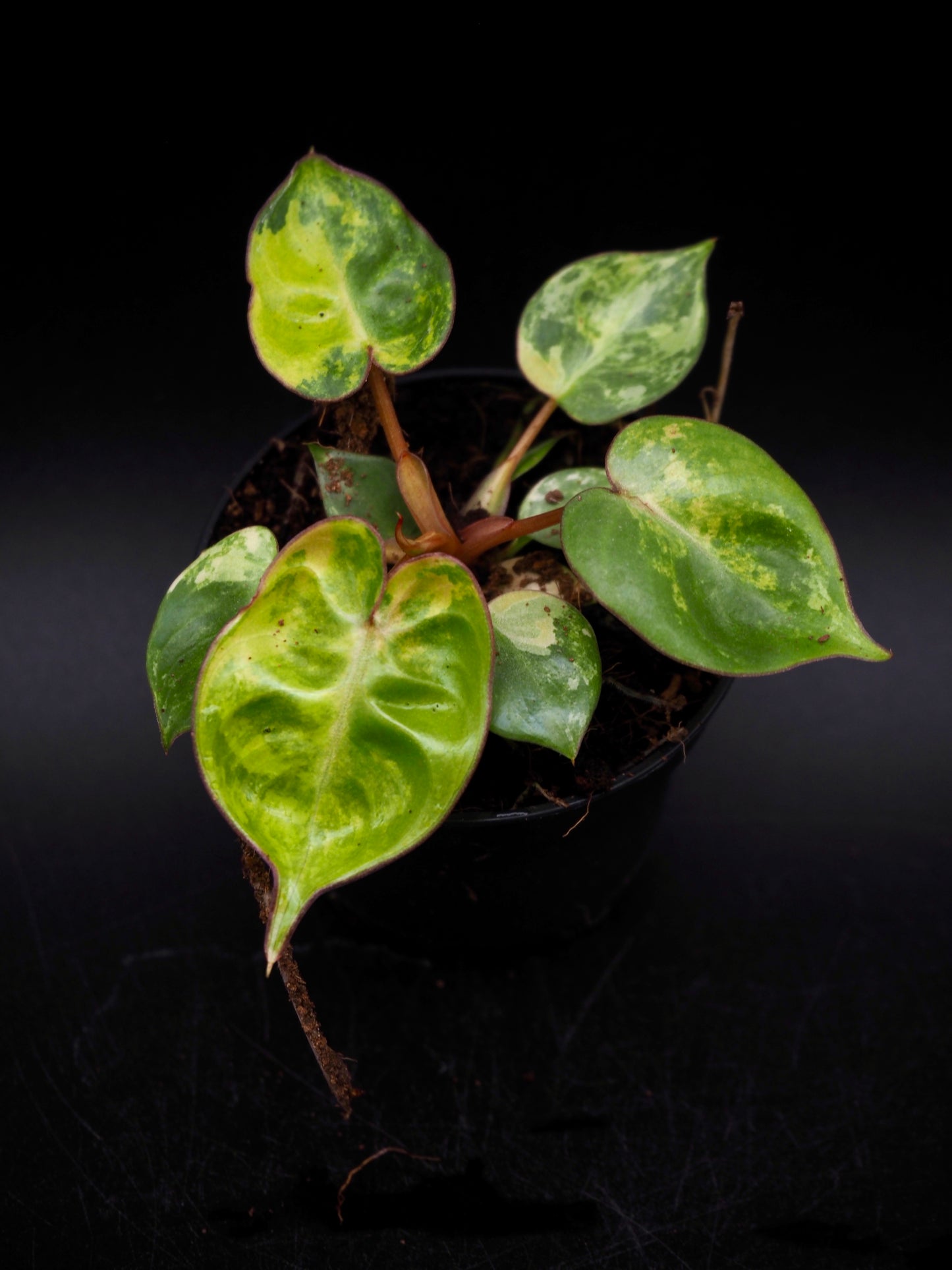 Philodendron Billietiae Variegata