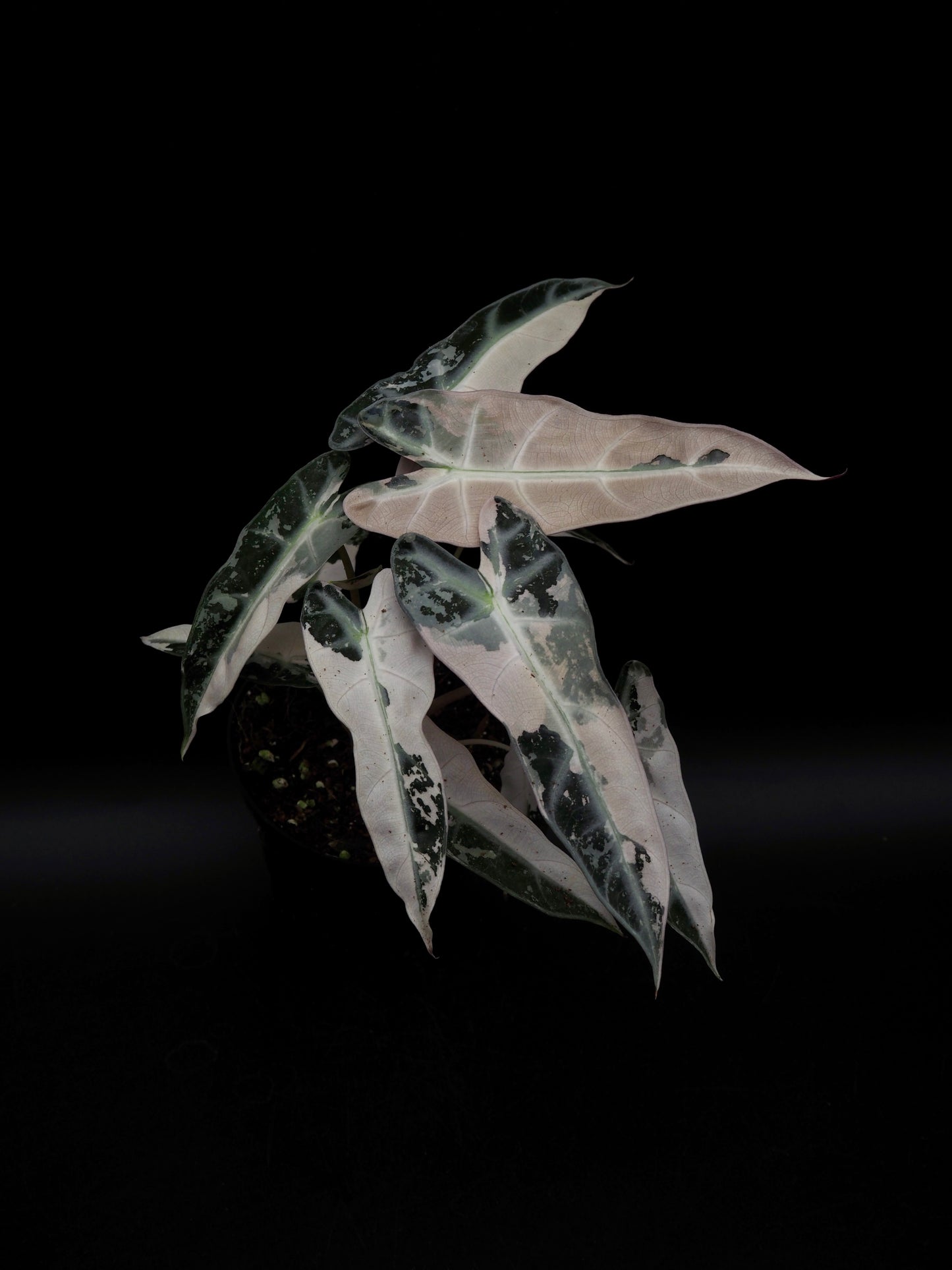 Alocasia Bambino Pink Variegata