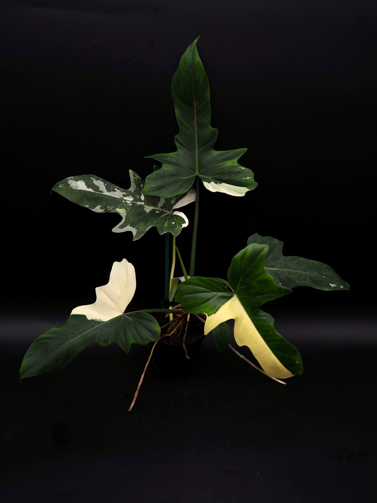 Philodendron Golden Dragon Variegata