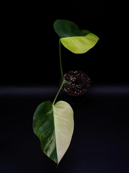 Monstera Borsigiana Aurea Variegata