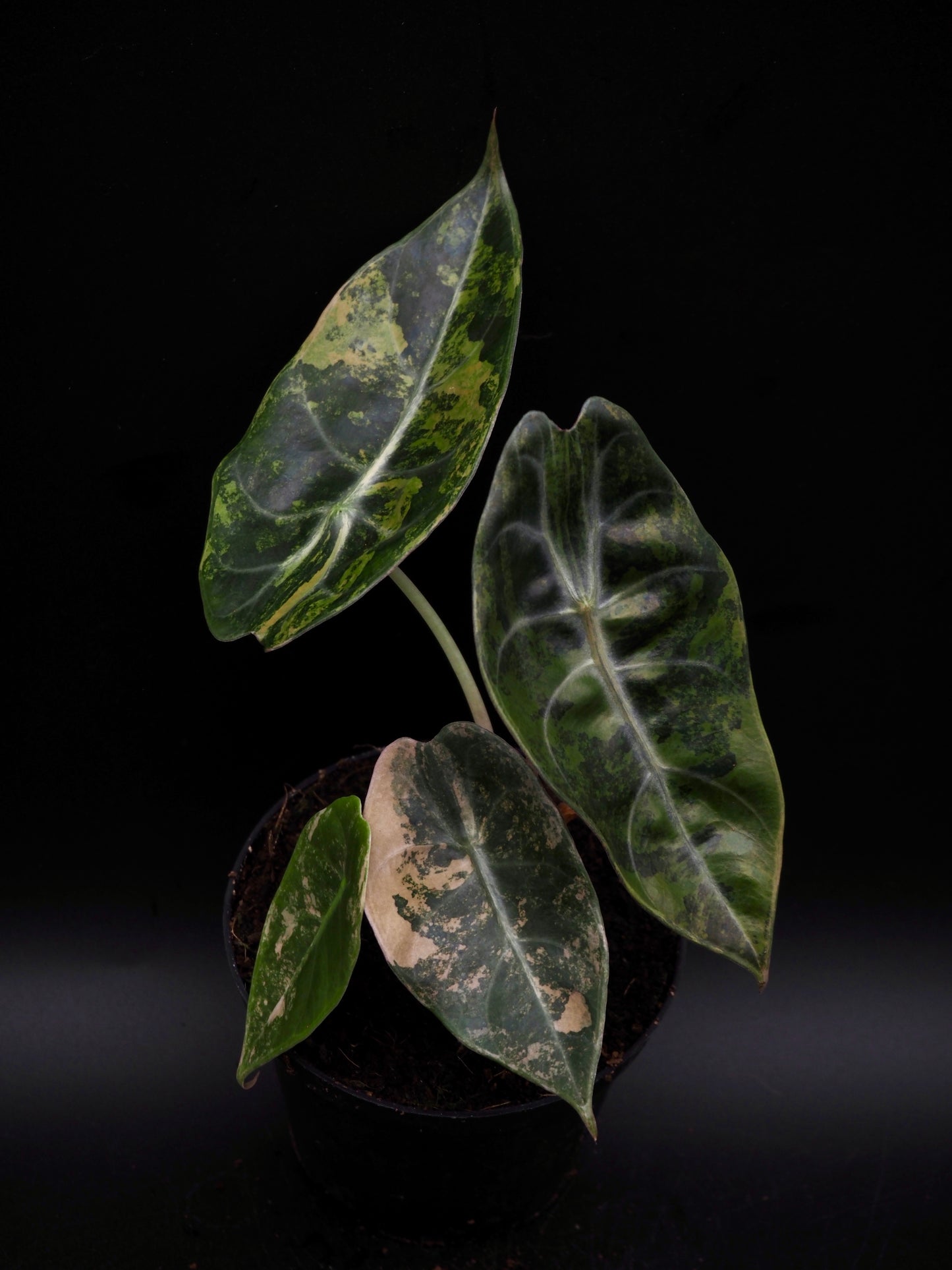 Alocasia Sedenii Aurea