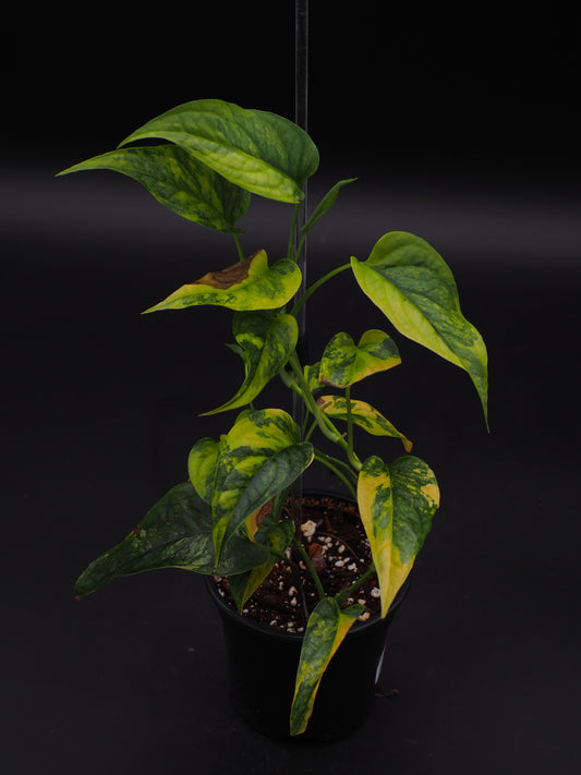 Monstera Siltepecana Aurea