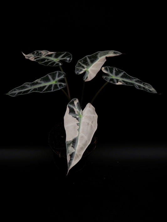 Alocasia Bambino Rose Variegata