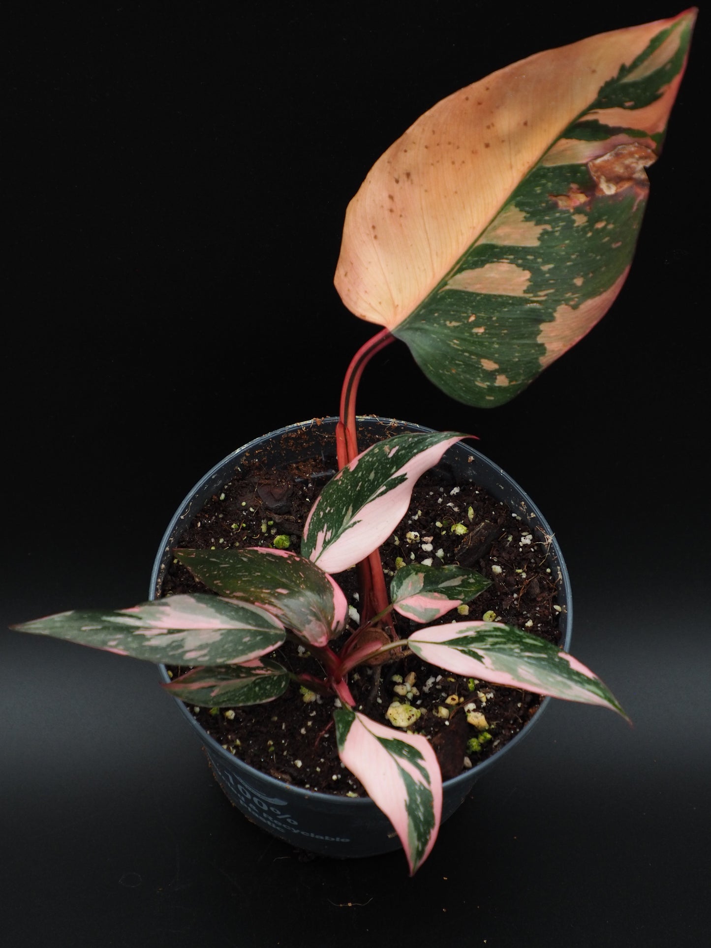 Philodendron Rose Princesse Galaxie