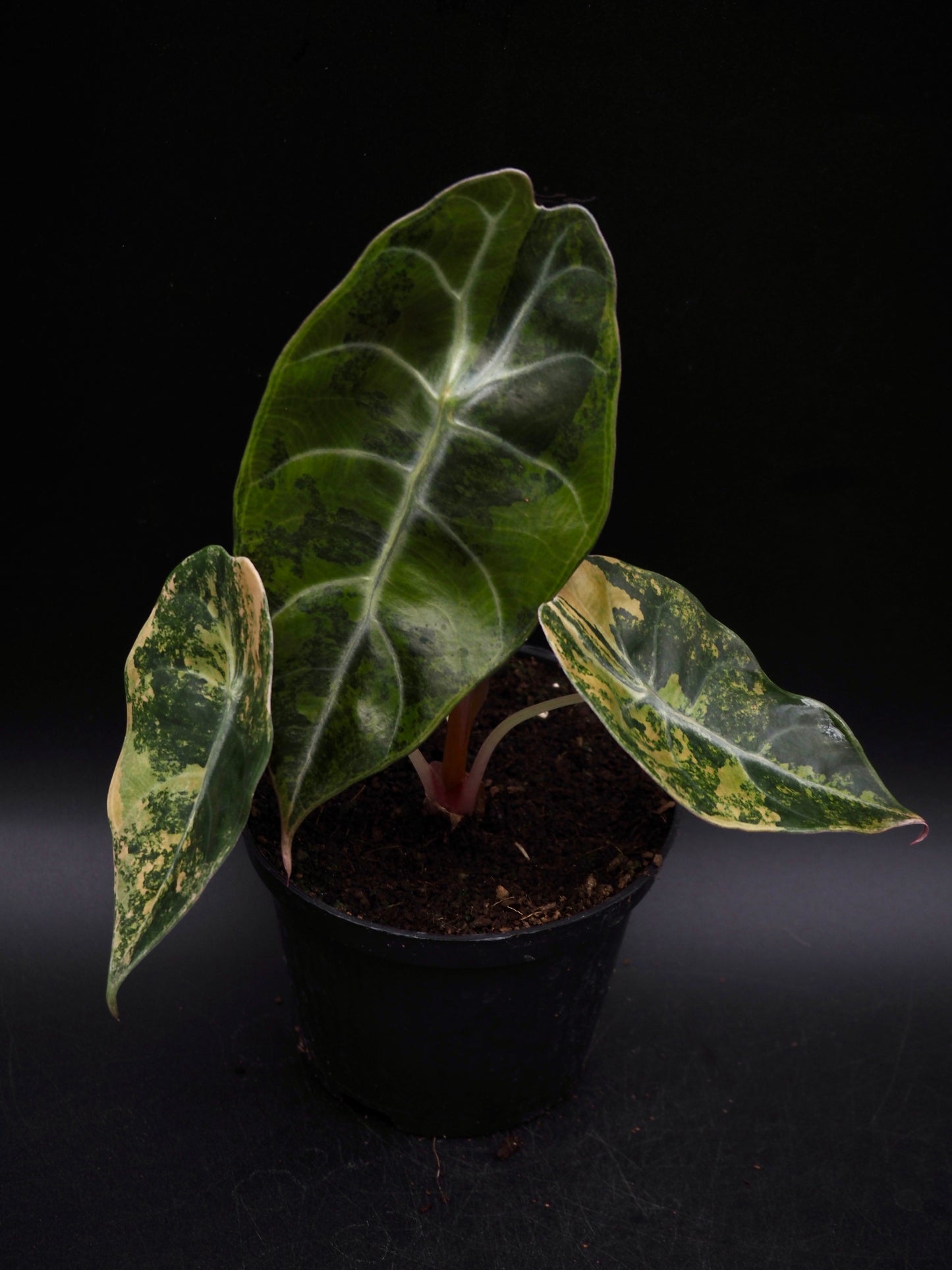 Alocasia Sedenii Aurea
