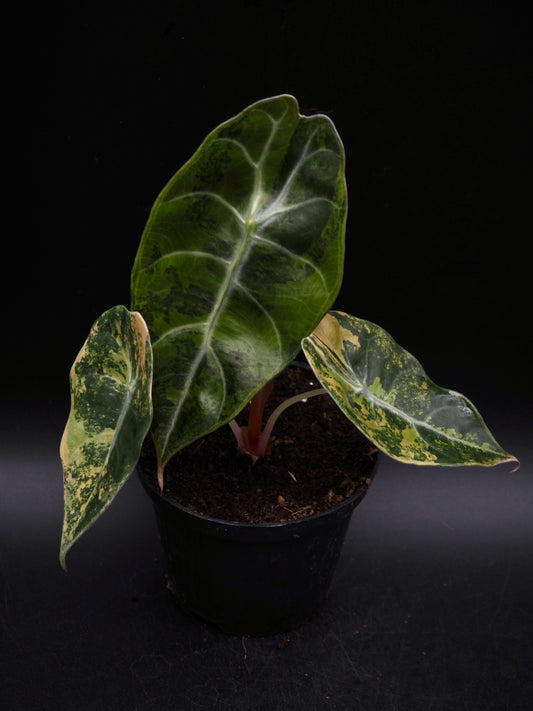 Alocasia Sedenii Aurea