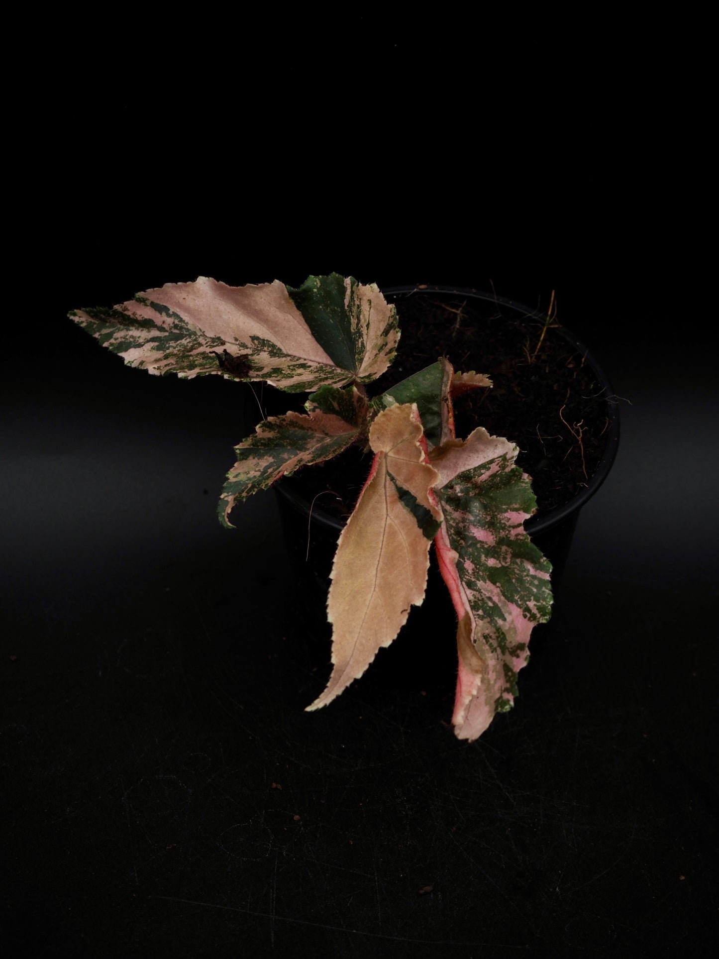 Begonia Ginny Galaxy