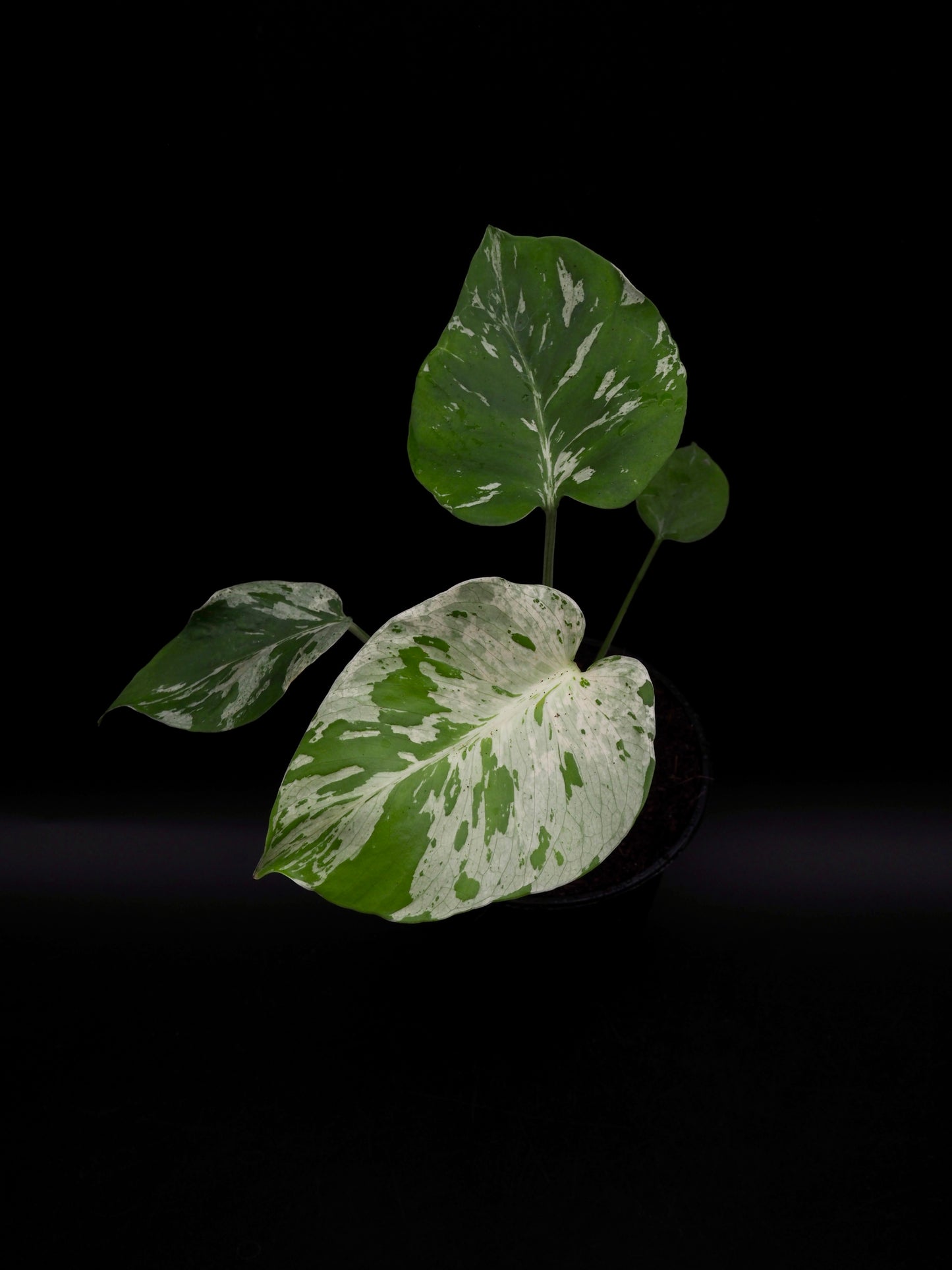 Monstera Bulbasaur