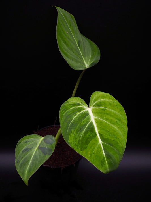 Philodendron Gloriosum gog