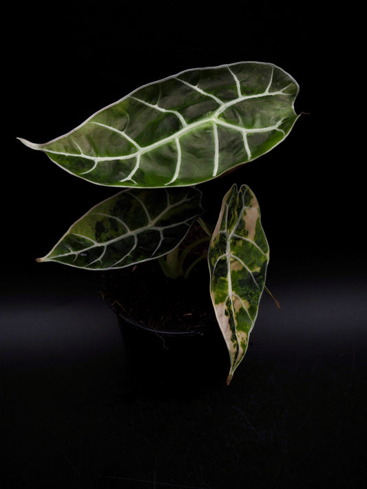 Alocasia Watsonia Doff Aurea