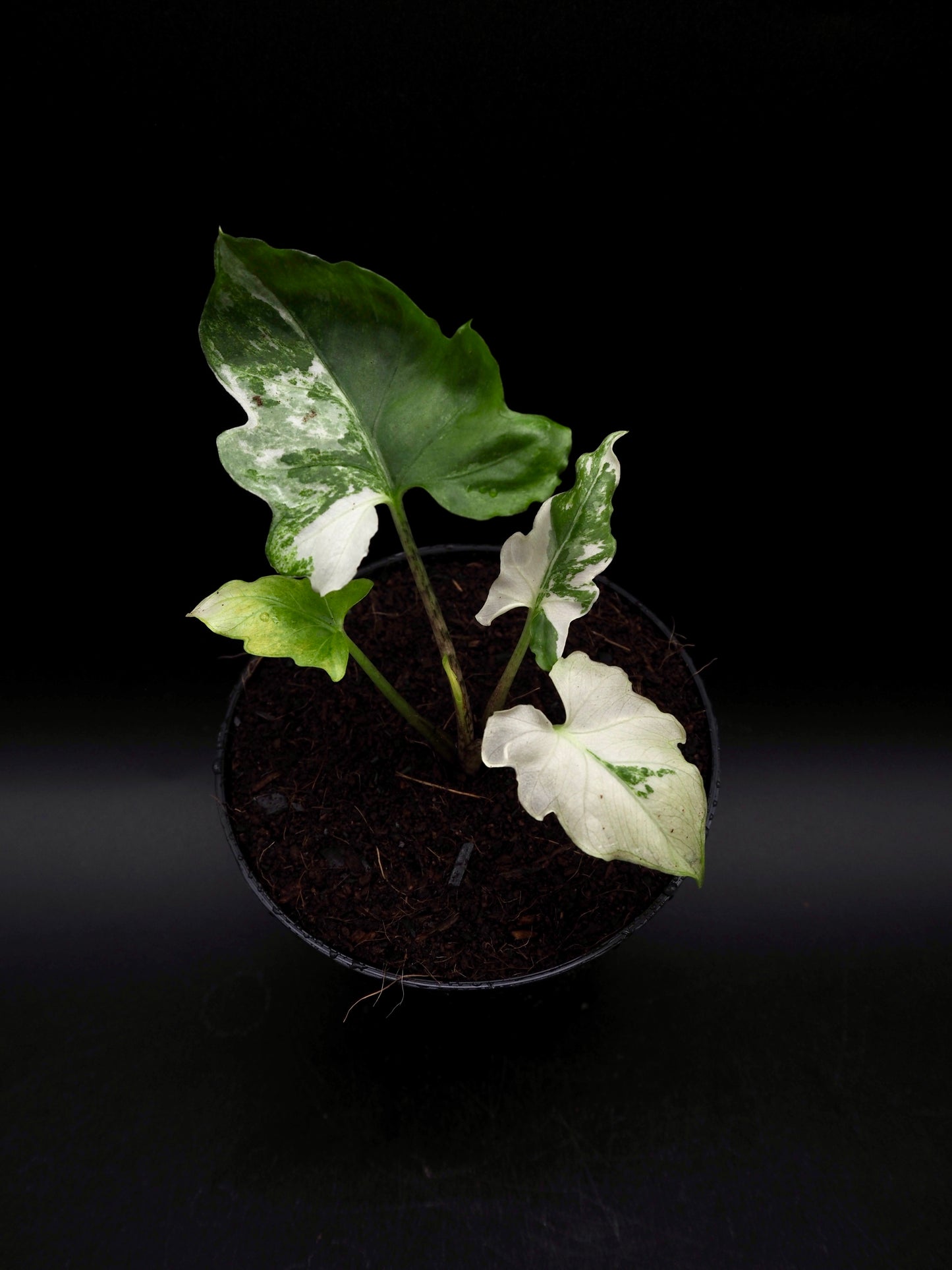 Alocasia Brancifolia Albo