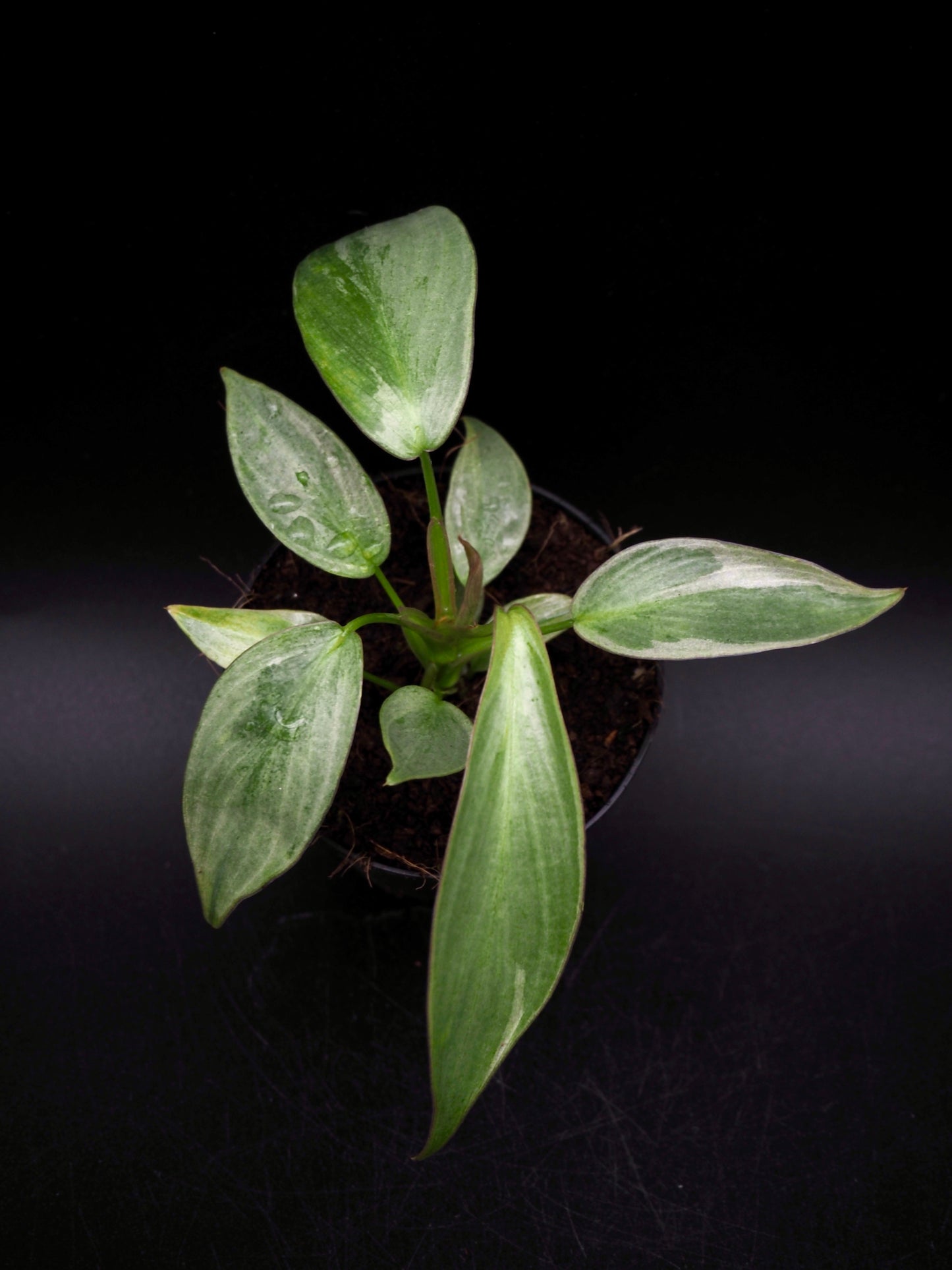 Philodendron Longliobatum Variegata