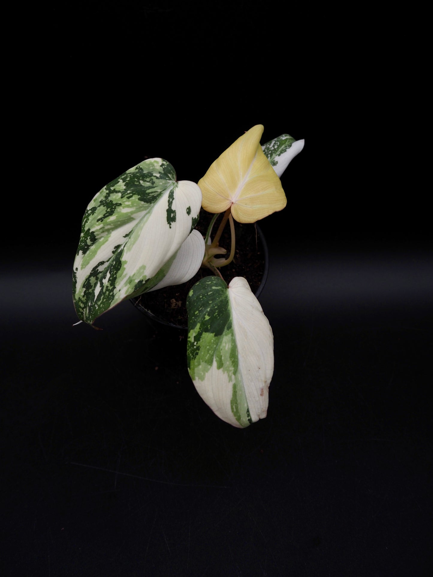 Philodendron Gloriosum Tricolor