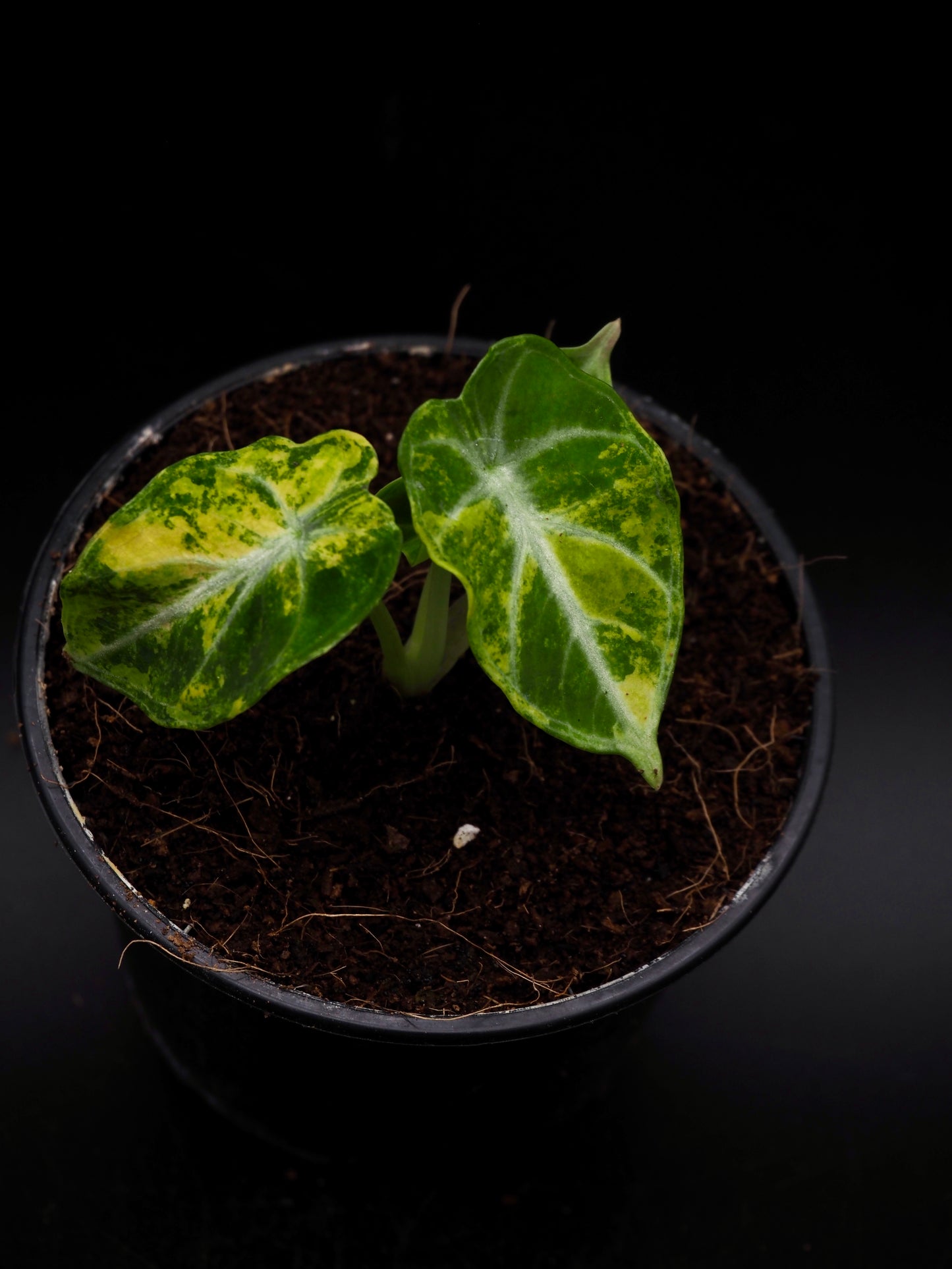 Alocasia Ninja Aurea