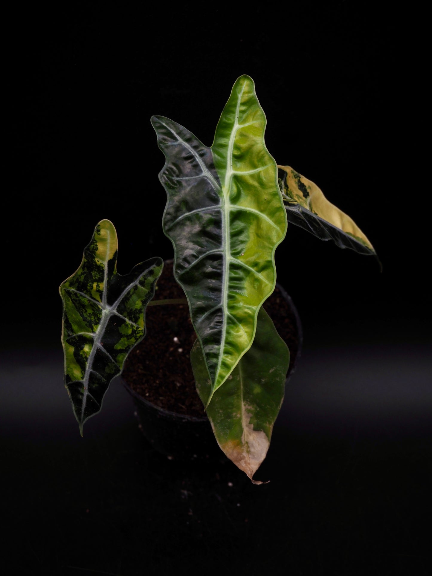 Alocasia Sanderiana Bull Aurea