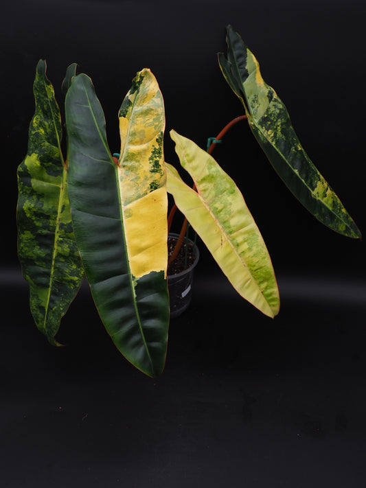 Philodendron Billietiae Variegata