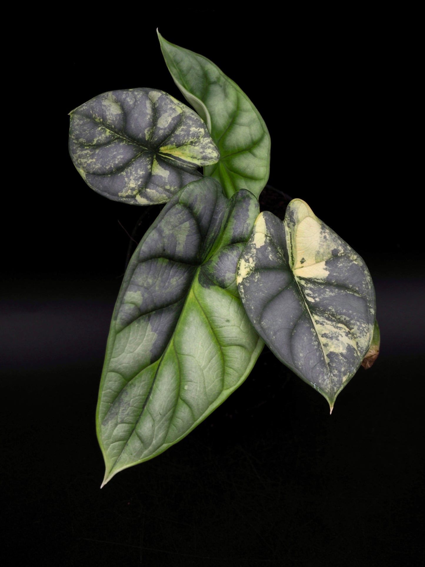 Alocasia Silver Dragon Aurea