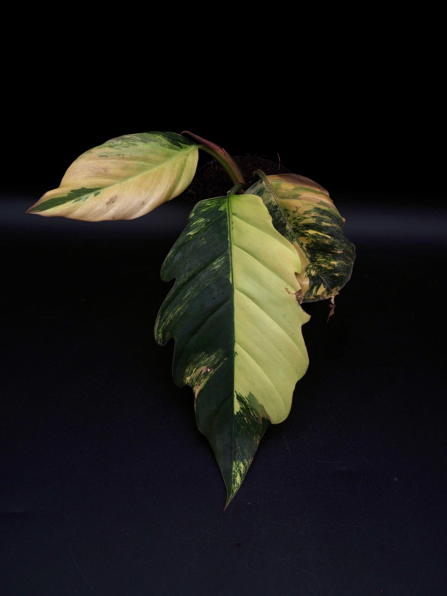 Philodendron Marbre Caramel