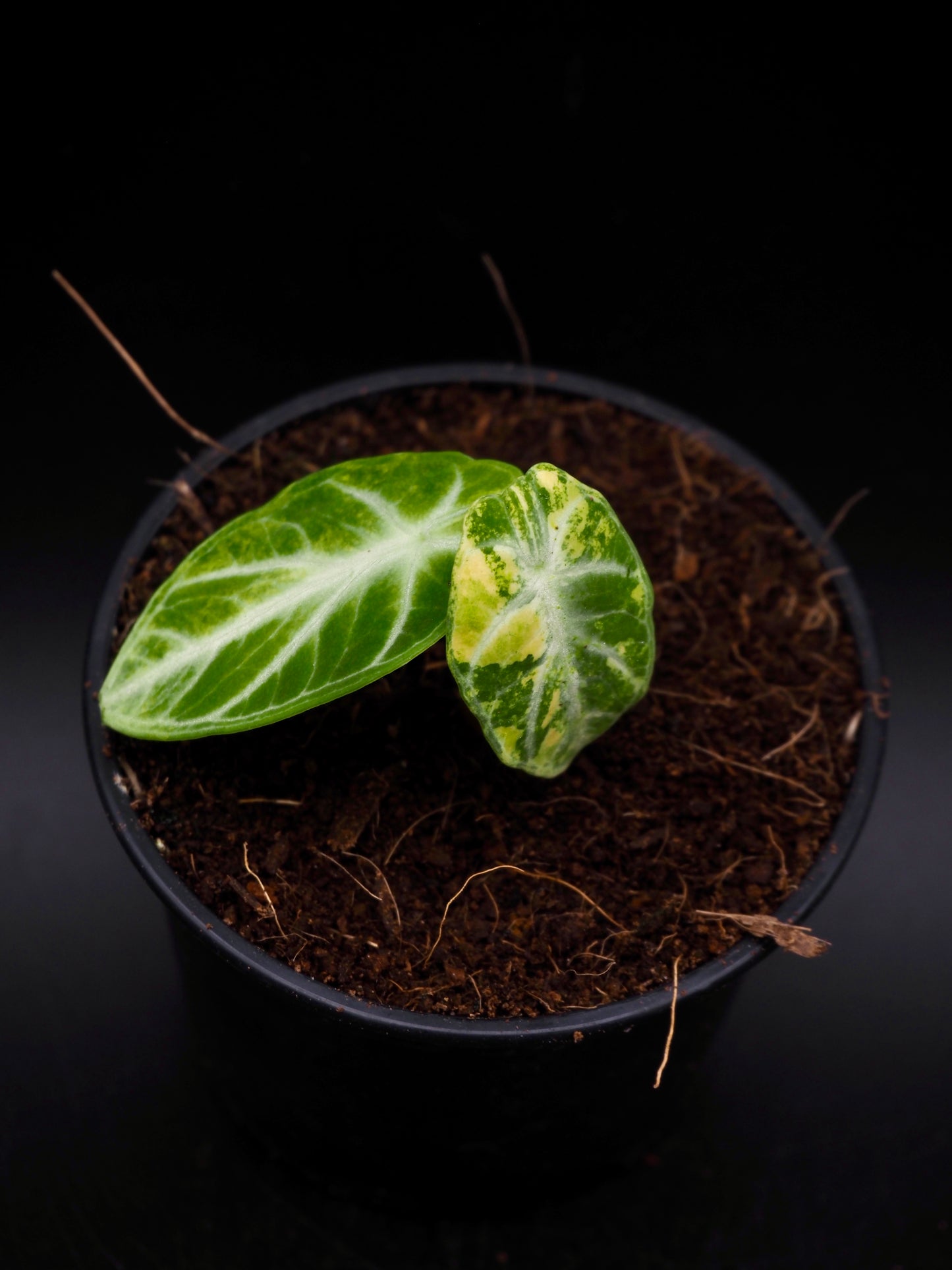 Alocasia Ninja Aurea