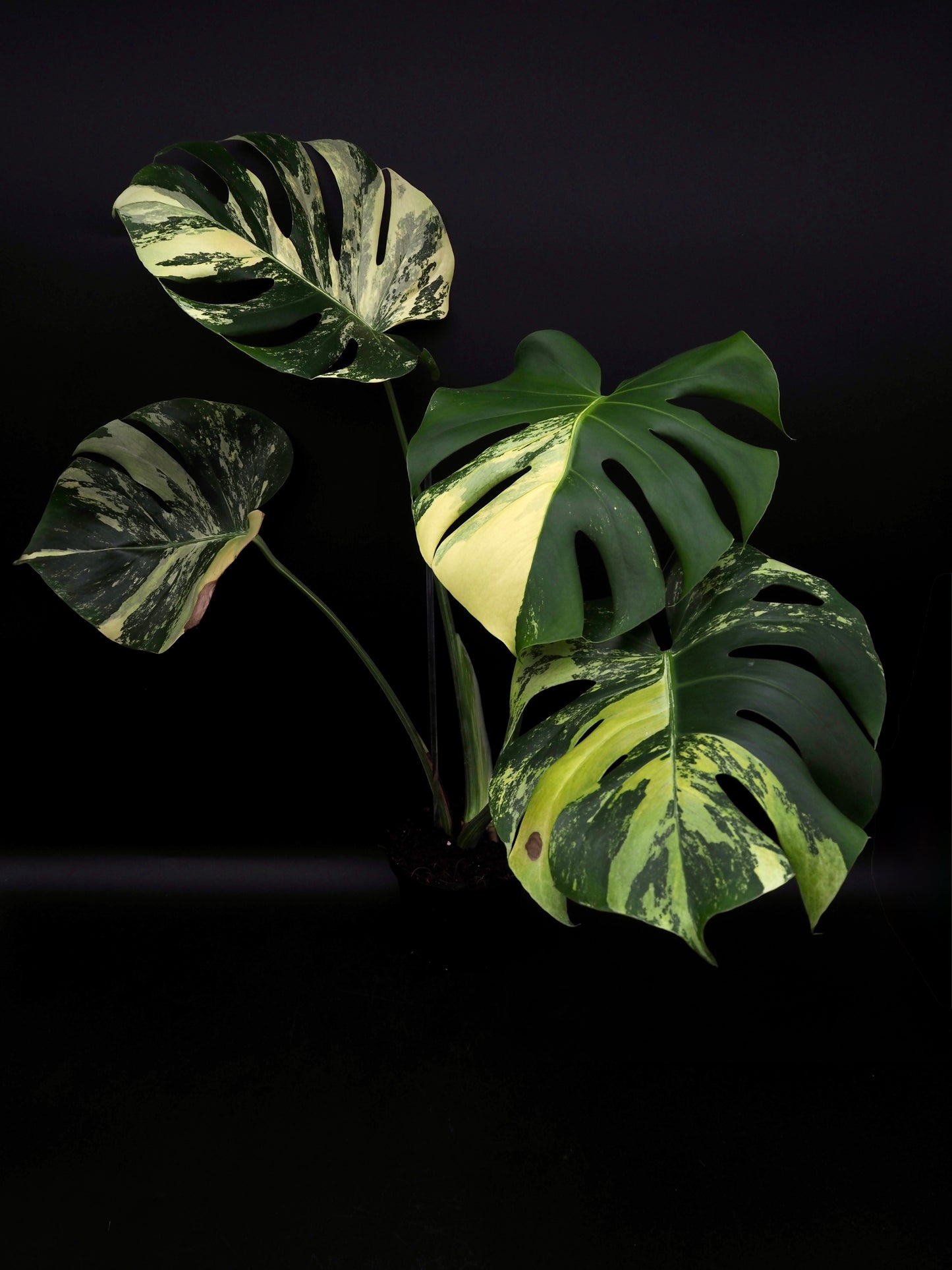 Monstera Deliciosa Lemon Pom Pom