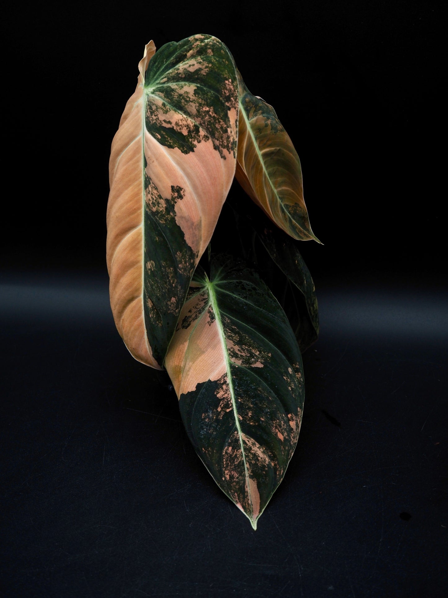 Philodendron Melanochrysum Bonfire