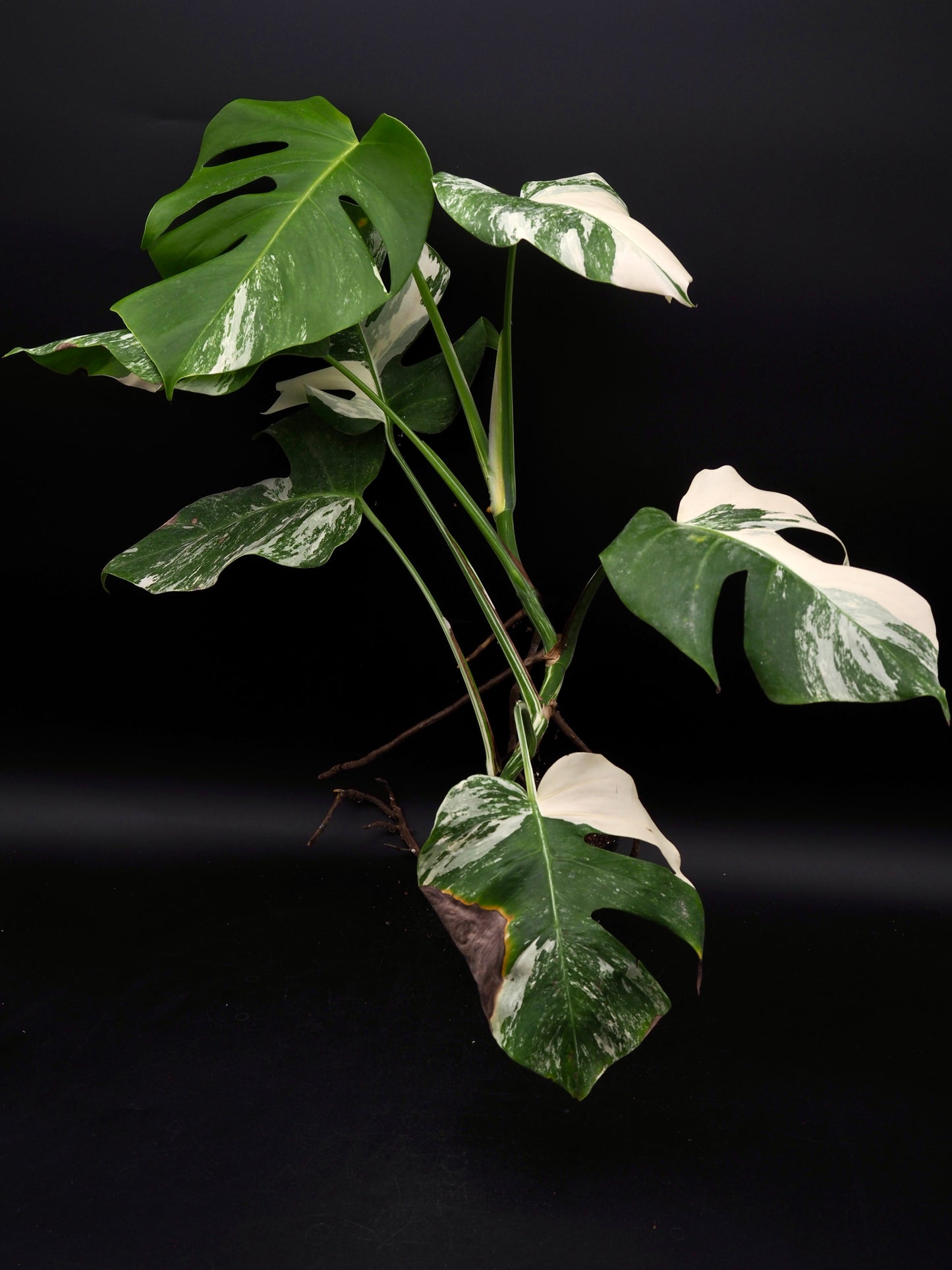 Monstera Borsigiana Albo Variegata