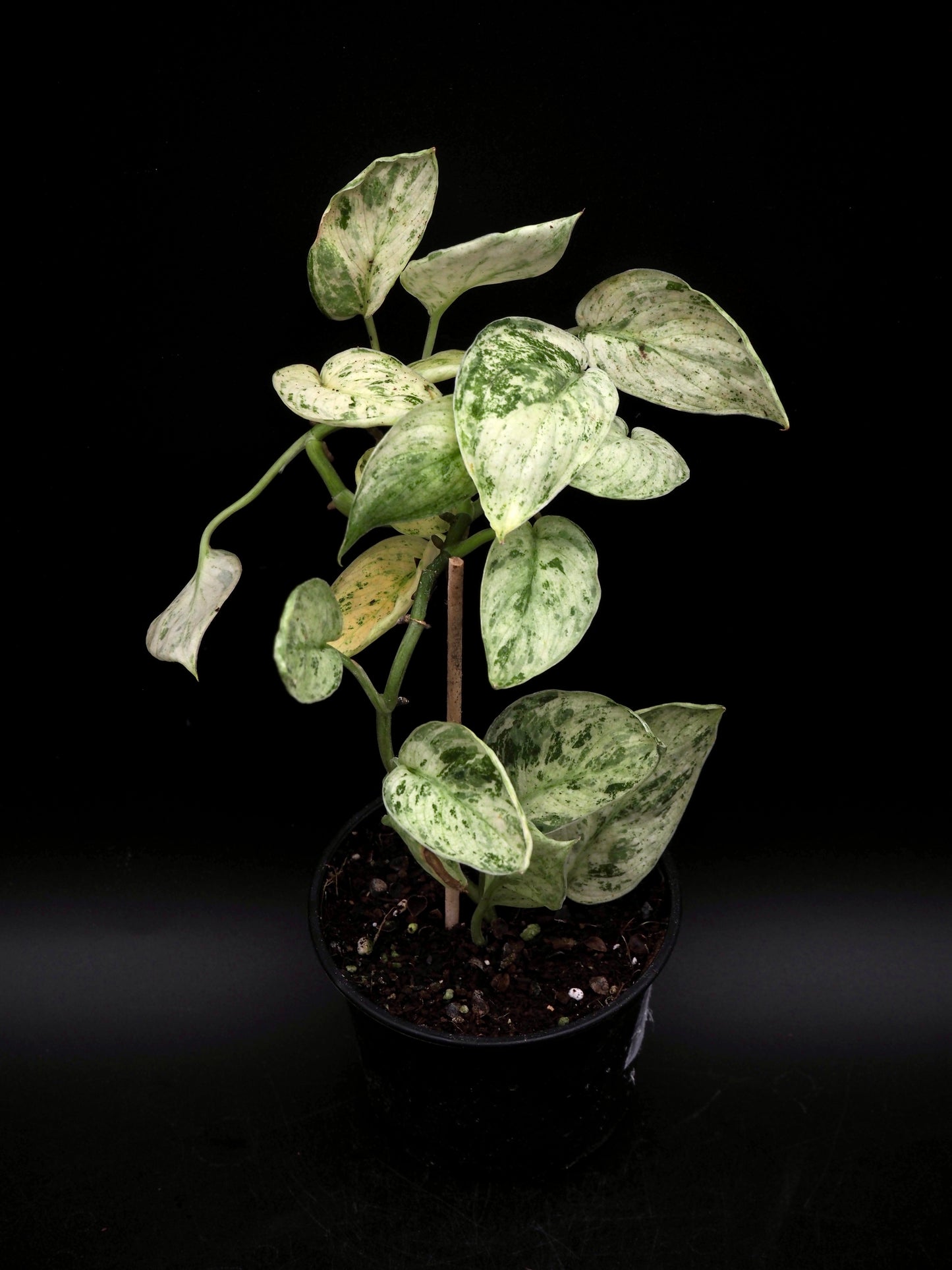 Scindapsus Jade Satin Marble