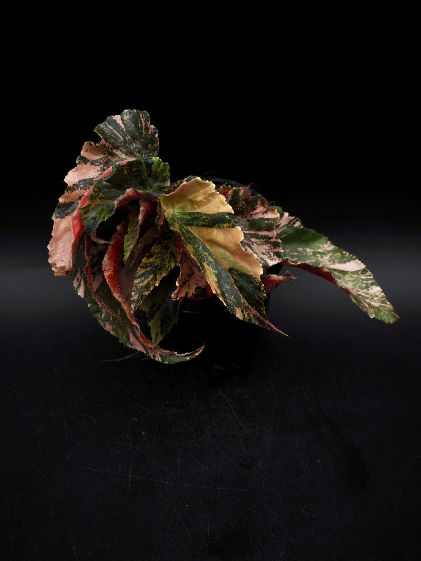 Begonia Ginny Galaxy