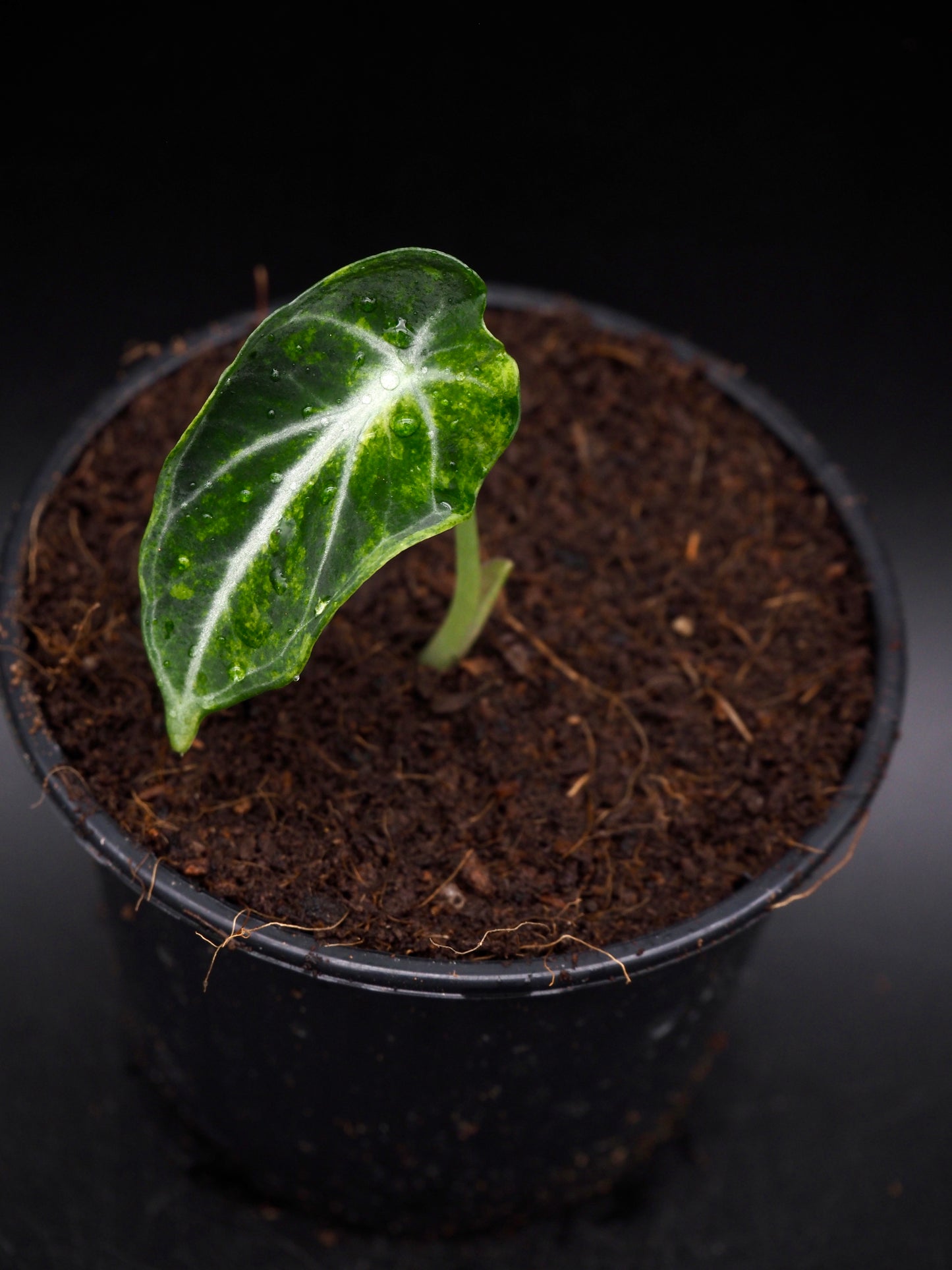 Alocasia Ninja Aurea