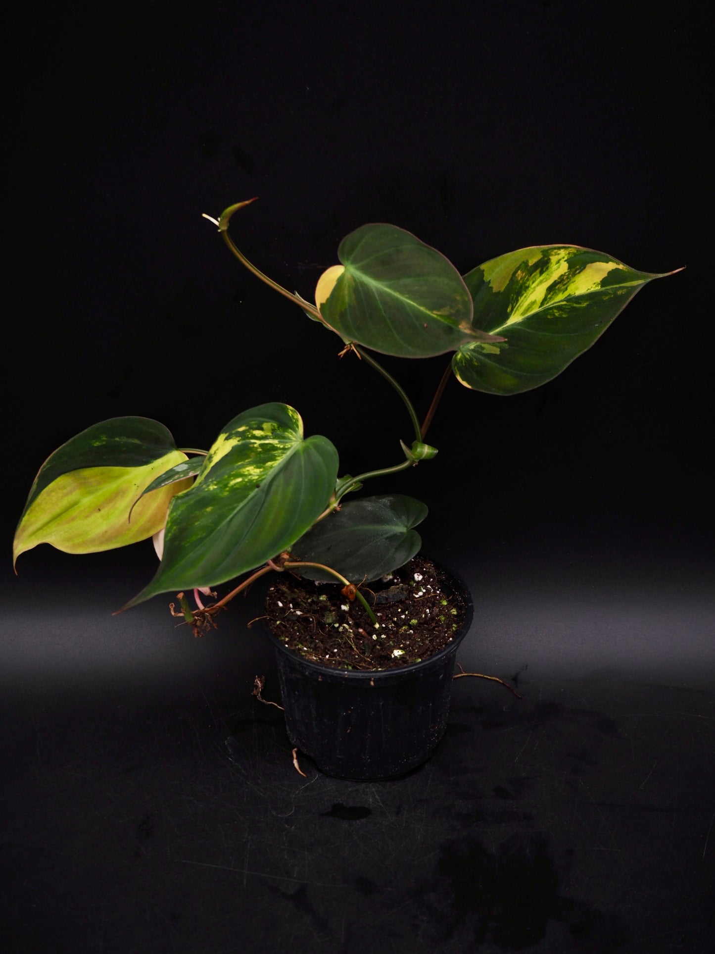 Philodendron Micans Variegata