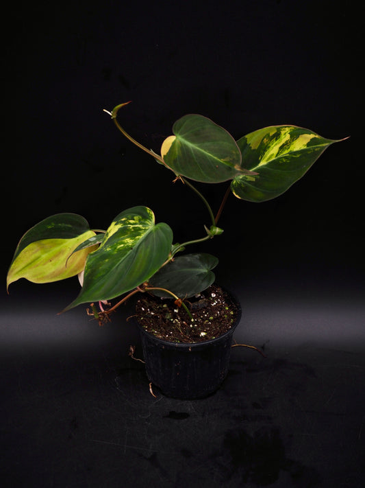 Philodendron Micans Variegata