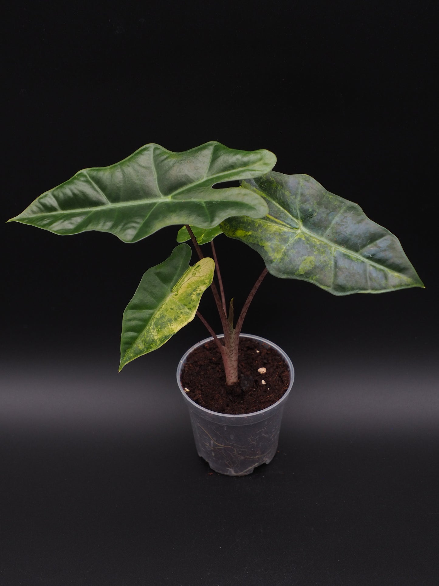 Alocasia Pseudo Sanderian Aurea Variegata
